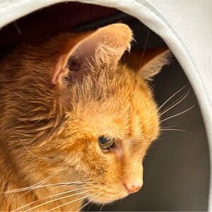 Meet your Posher, Ann